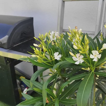 La Maison Blanche A Hermeton Sur Meuse * Hastière-par-delà